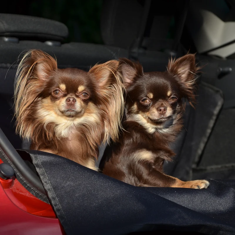 Kofferraumschutz für Hund inkl. Seiten- & Ladekantenschutz - dunkelgrau
