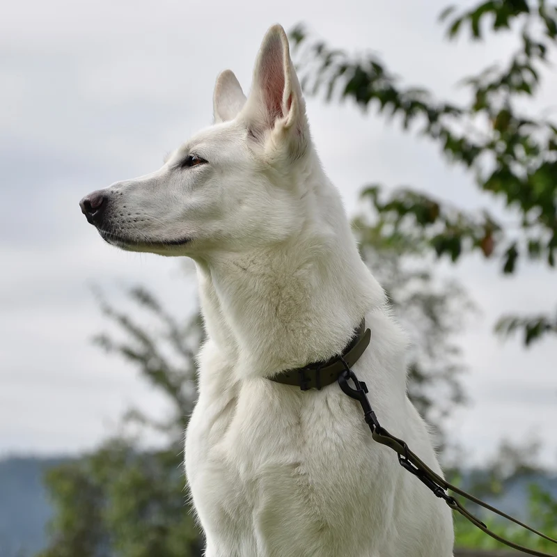 Hundehalsband aus BioThane - 5-Fach verstellbare - Größe L - Halsumfang 44 - 54 cm - Oliv