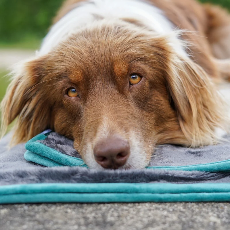 Hundedecke/ Wendedecke /Kuscheldecke - 150x100 cm - Grau