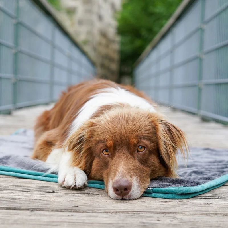 Hundedecke/ Wendedecke /Kuscheldecke - 150x100 cm - Grau