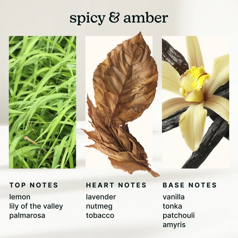 Homedics SereneScent 120ml Oil - Gilded Amber & Tonka