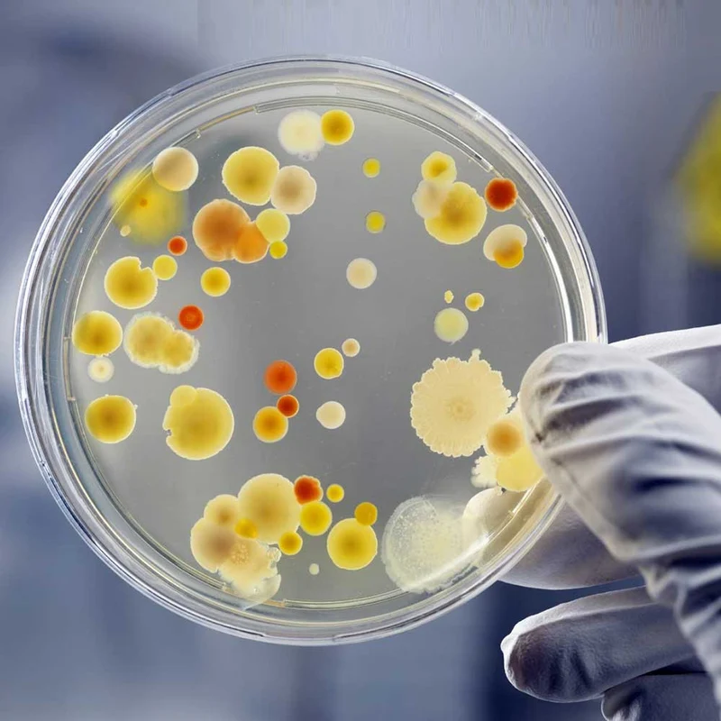 Bacteria Testing Science Kit