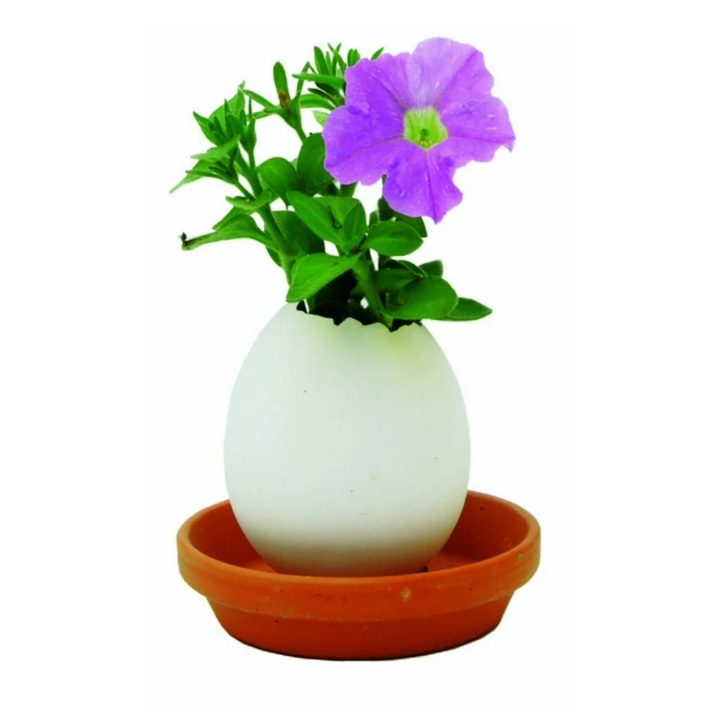 Eggling Crack and Grow