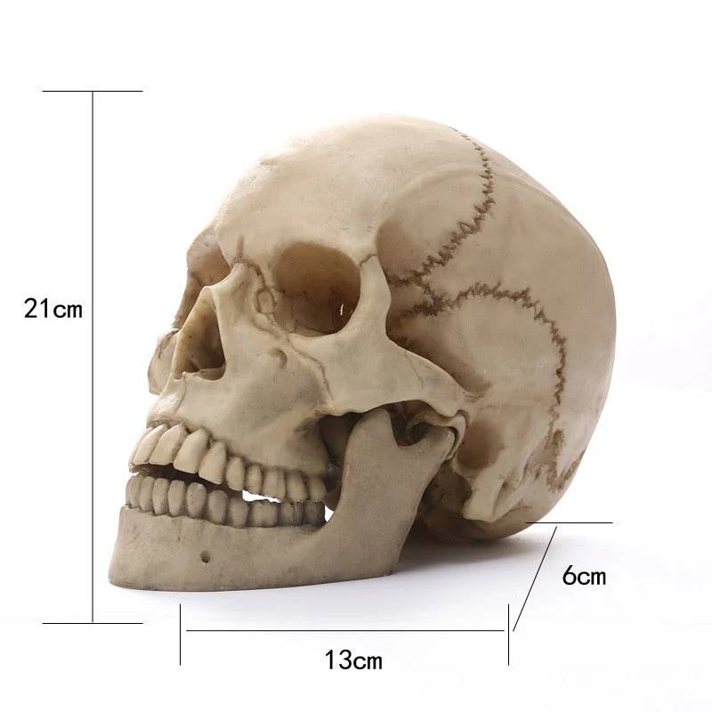 Skanto | 1:1 Menschliche Schädelstatue für Heimdekor Harzfiguren Halloween Dekoration Skulptur Medizinisches Lehrskizzenmodell Handwerk