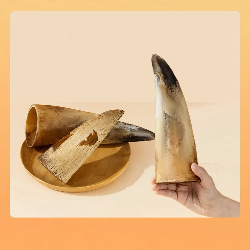 Kaustab mit Fleisch und Rinderknochen für Hunde
