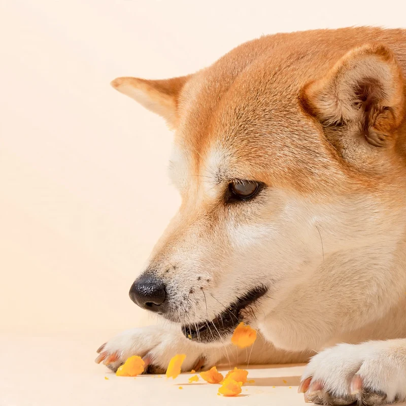 Hundesnack mit Eigelbkern, Trainingsbelohnung