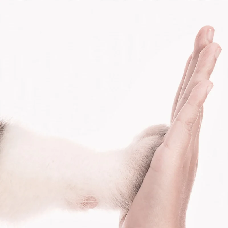 Absorbierende Hygieneunterlagen für Haustiere