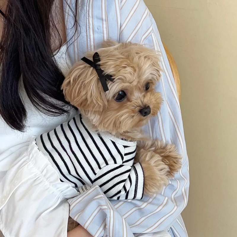 Kleiner Hund Gestreifter Baumwoll-Mischgewebe Strickpullover mit Peter Pan Kragen