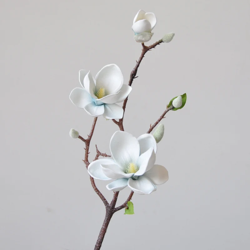 Magnificent Seident magnolia blumenstiel