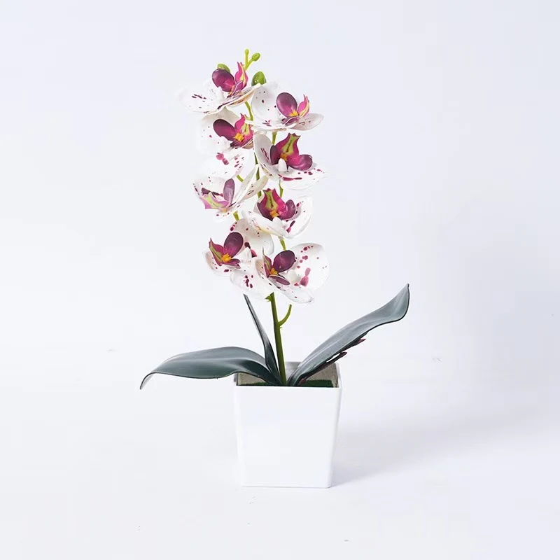 Elegante Orchideenpflanze Dekoration