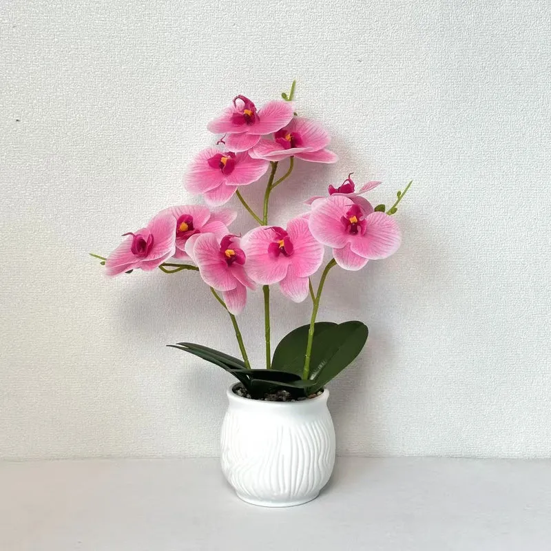 Elegante Orchideen Blumen Display