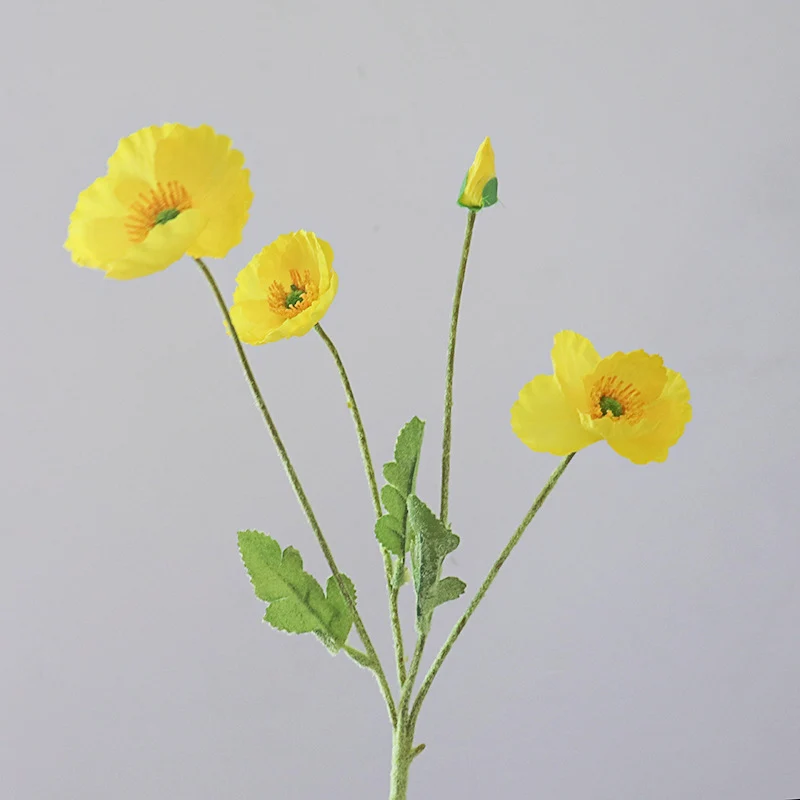 Lebensnahe Topfpflanze Ranunkel Blütenstiel