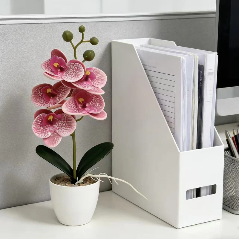 Elegante dekorative Orchideenpflanze für die Inneneinrichtung