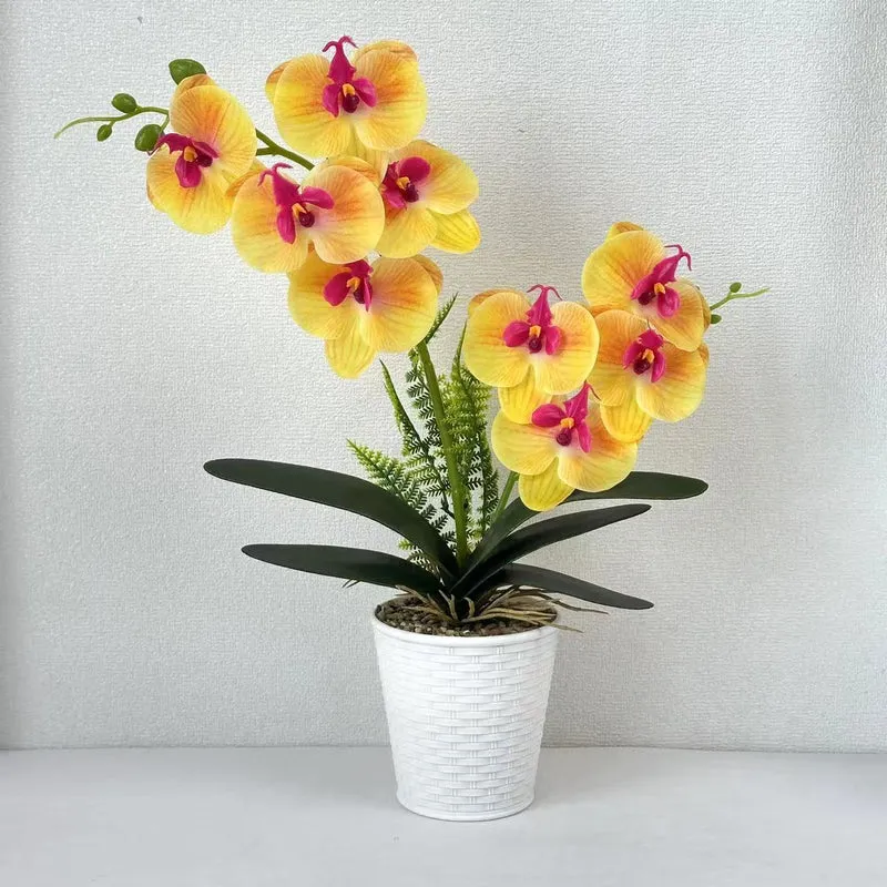 Dekorative Orchideenpflanze für die Inneneinrichtung