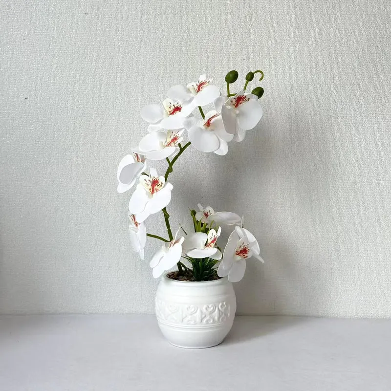Premium Orchideenpflanzenarrangement