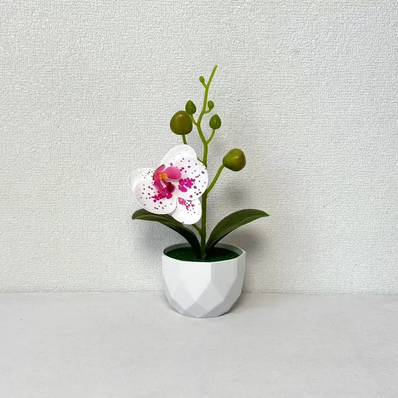 Orchideenpflanzenarrangement