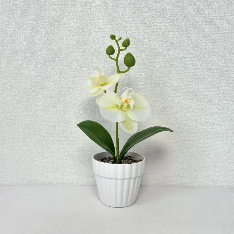 Lebensechte Orchidee Pflanze in dekorativem Keramiktopf für Dekor