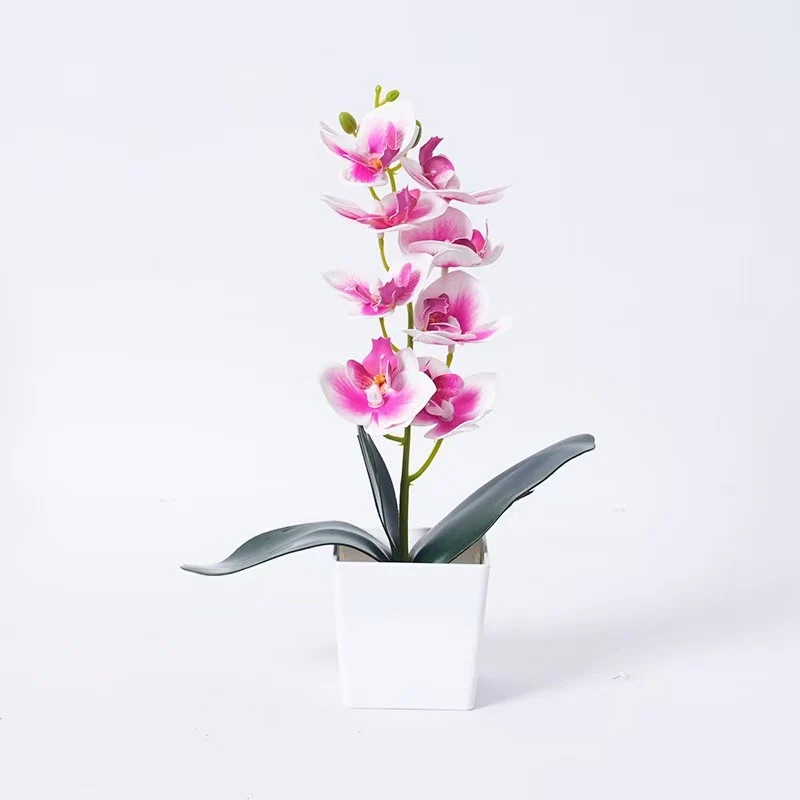 Elegante Orchideenpflanze Dekoration
