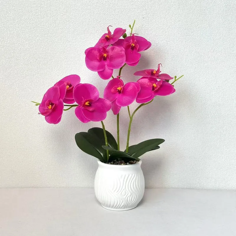 Elegante Orchideen Blumen Display