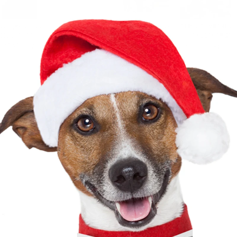 Weihnachtsmannhut für Hunde