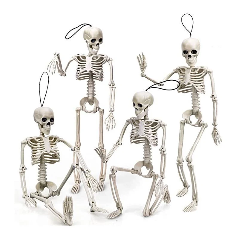 Anatomisches Modell