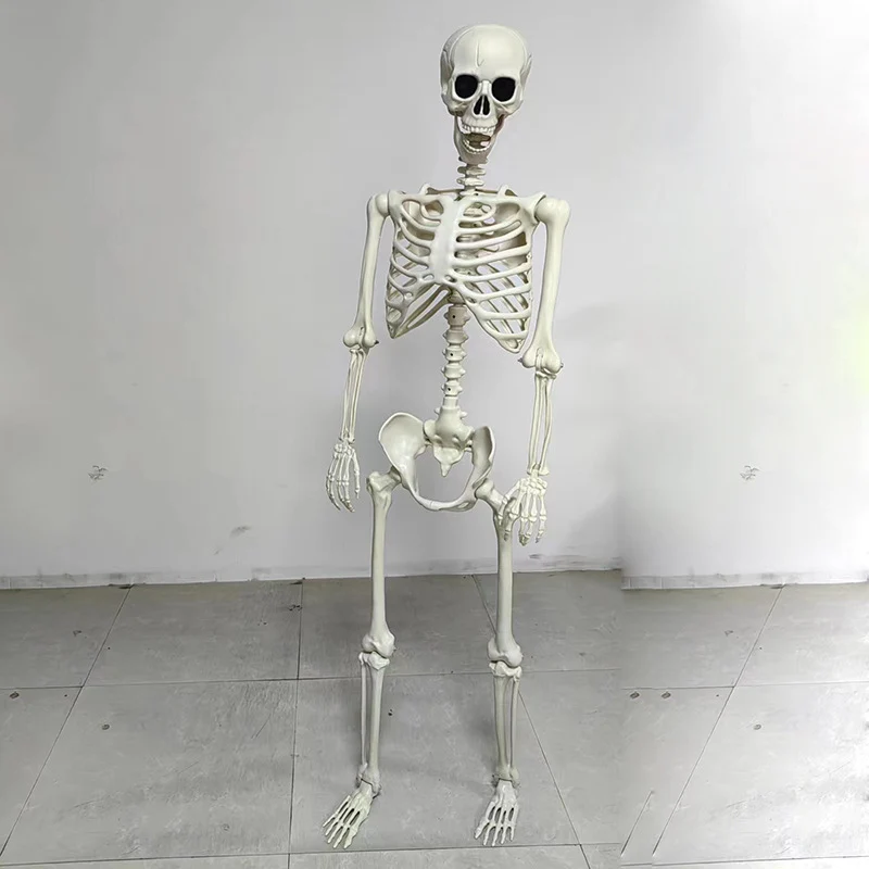 Anatomisches Modell