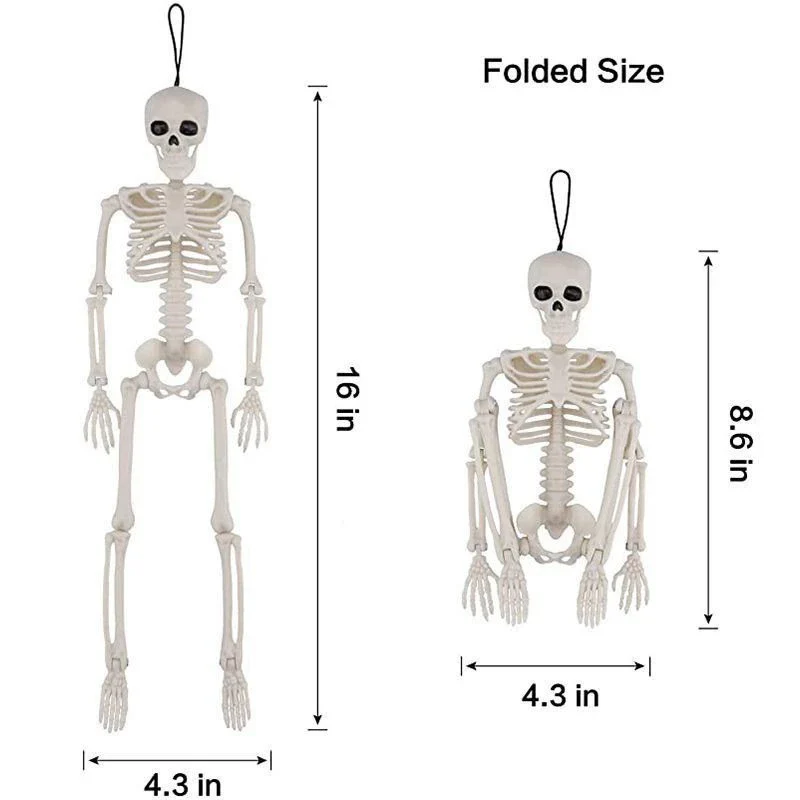 Anatomisches Lehrskelett