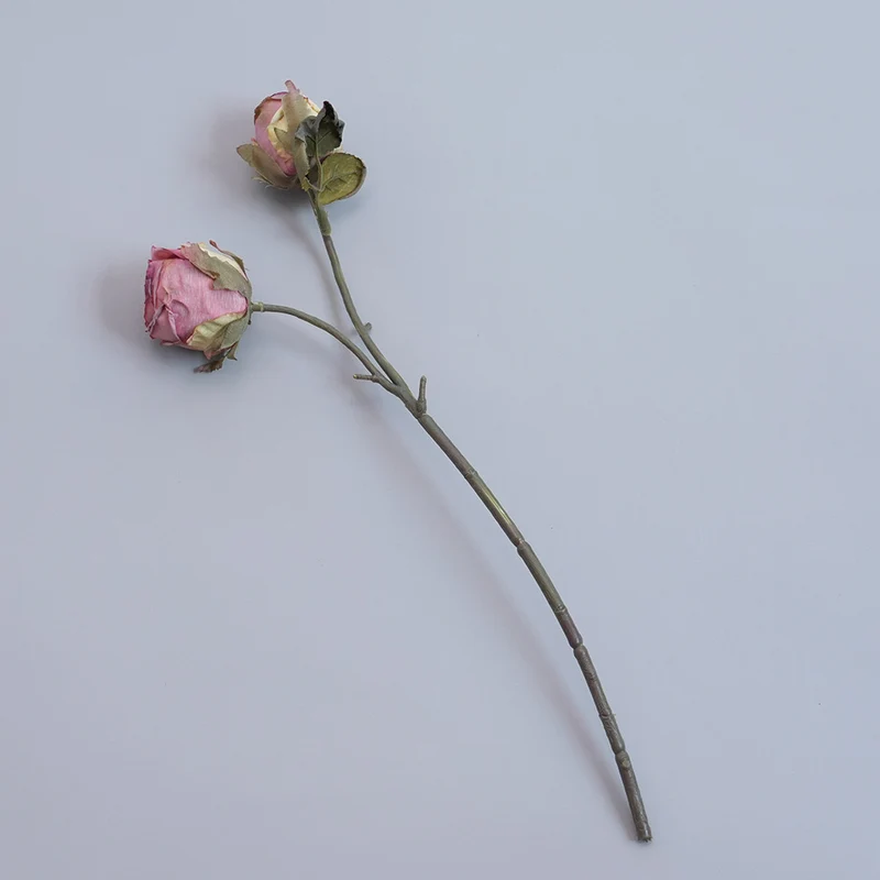 Elegante getrocknete botanische Stiele