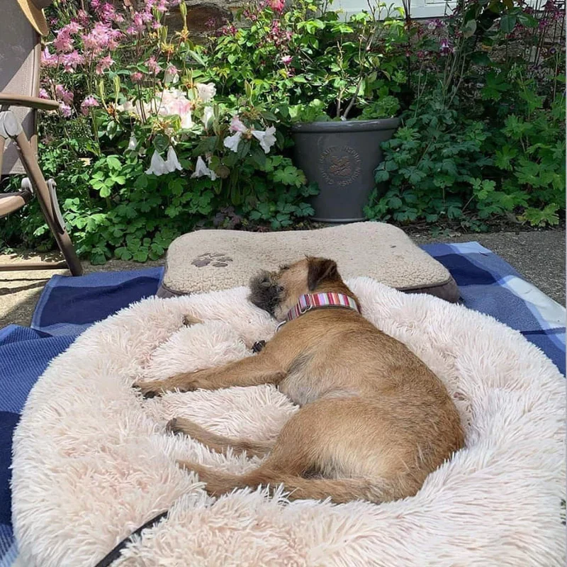 Skanto | Beruhigendes Hundebett