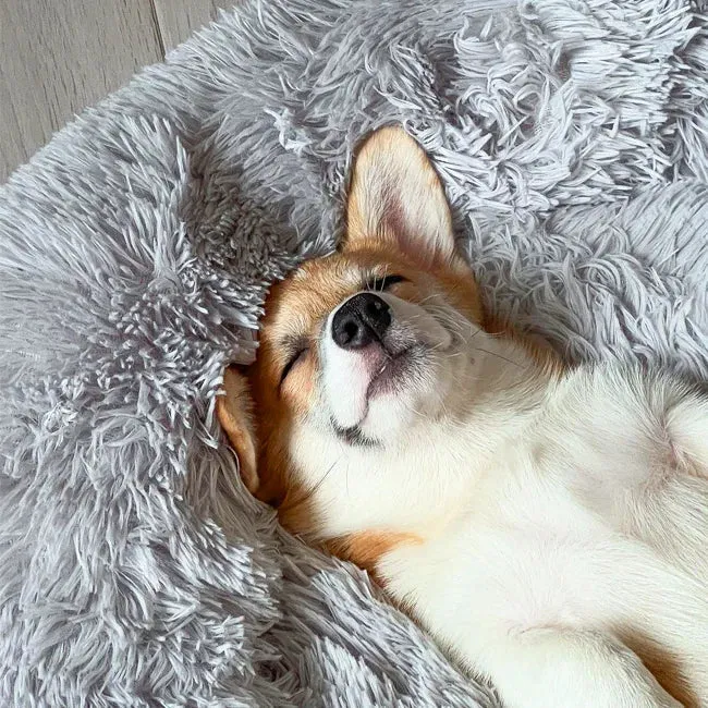 Skanto | Beruhigendes Hundebett