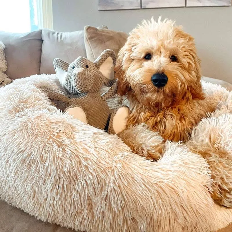 Skanto | Beruhigendes Hundebett