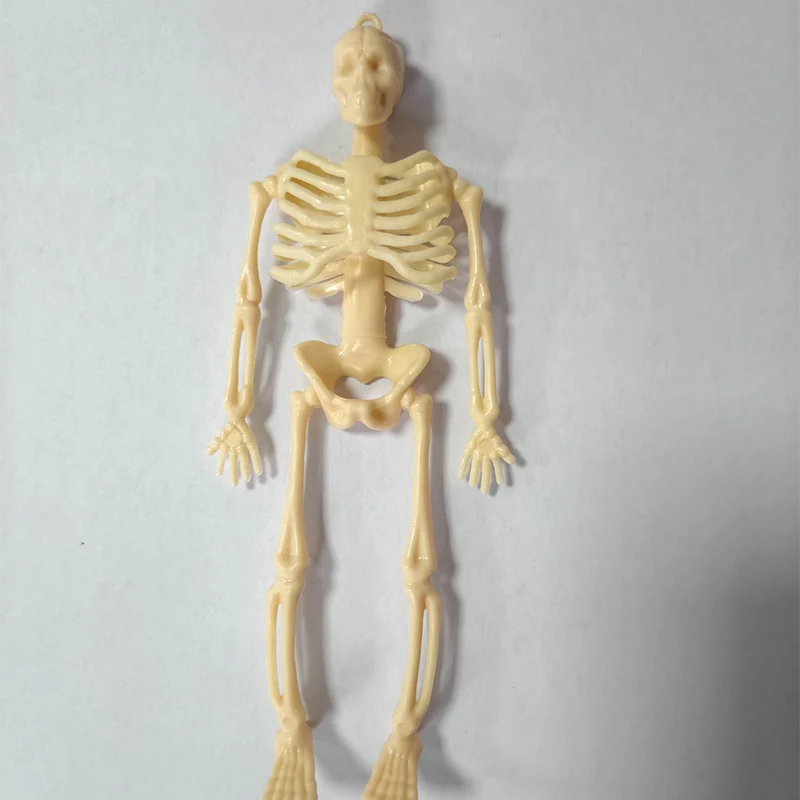 Miniatur anatomisches Skelett Brehn