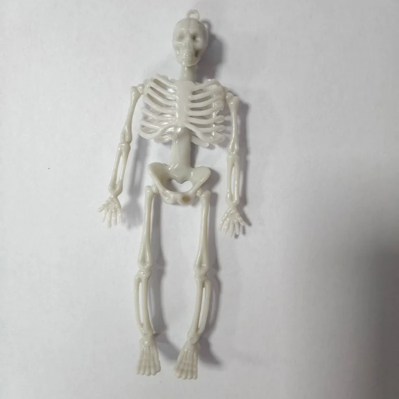 Miniatur anatomisches Skelett Brehn