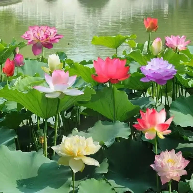 Lotusblumensamen für Teich und Schale – Einfach zu Hause zum Blühen bringen