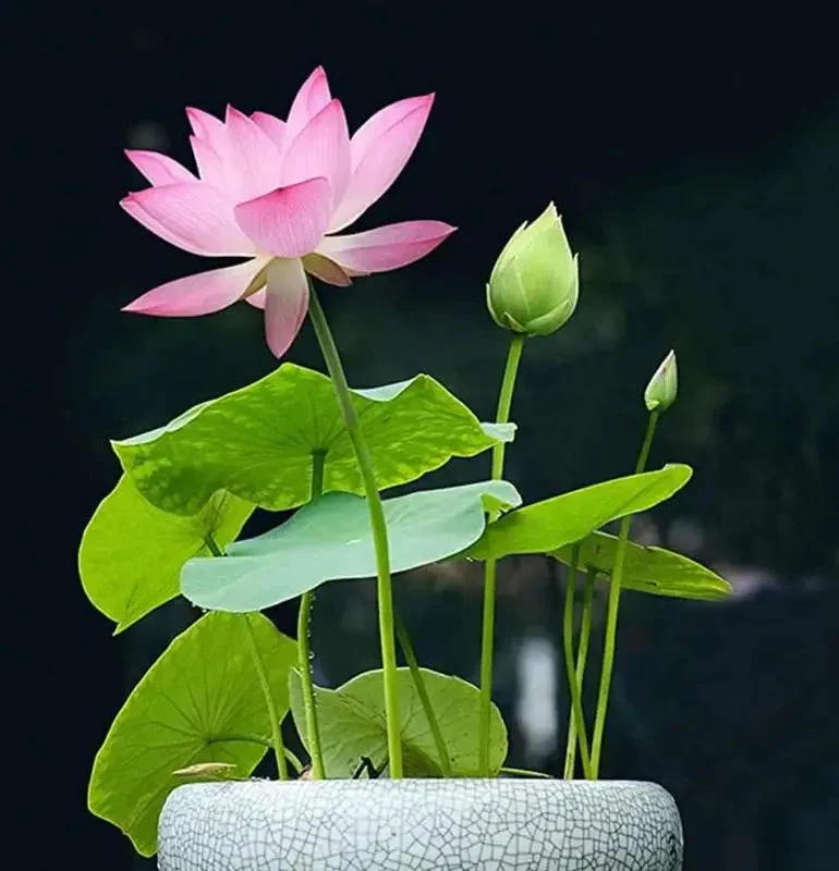 Lotusblumensamen für Teich und Schale – Einfach zu Hause zum Blühen bringen