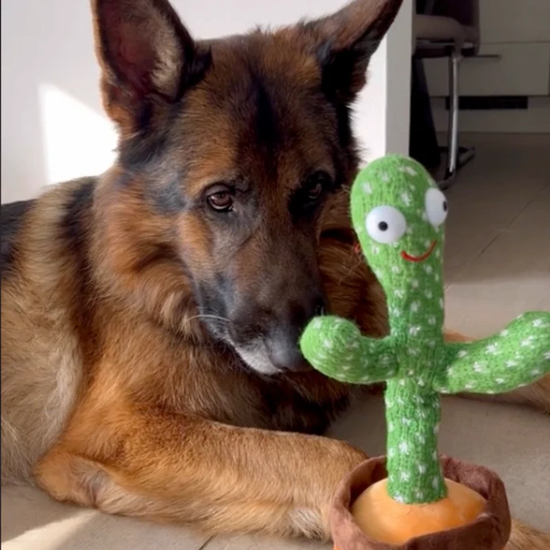 Sprechendes Kaktus-Spielzeug für Hunde – Talk-to-Me Kaktus