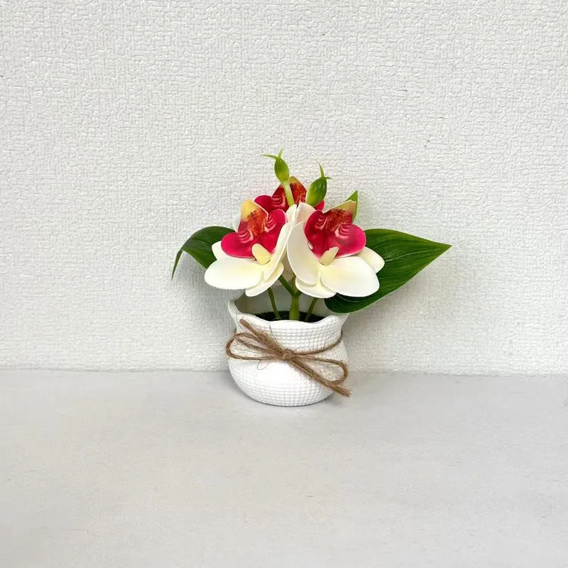 Dekorative Miniatur-Orchideen-Arrangement