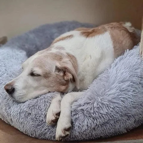 Skanto | Flauschiges Beruhigungsbett für Hunde und Katzen